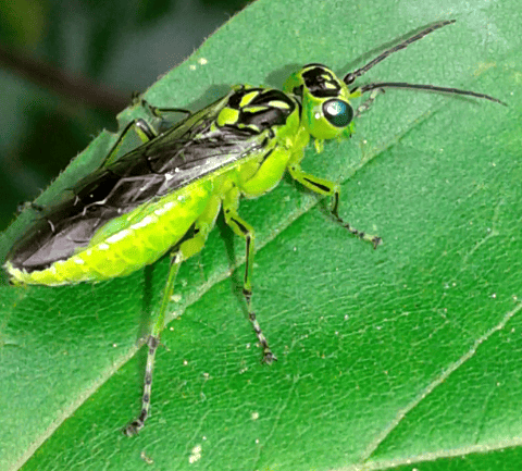 Tenthredinidae : Rhogogaster da ID